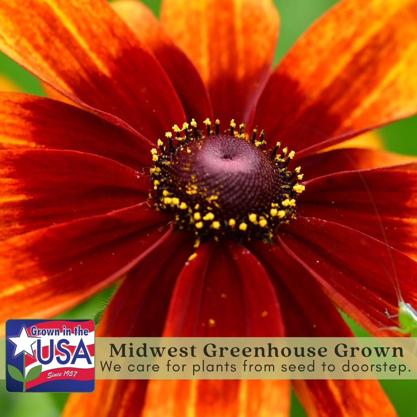 Clovers Garden Black Eyed Susan (Rudeckia) Autumn Colors Plants – Two (2) Live Plants – Non-GMO - Not Seeds - Each 4" to 8" Tall – in 4" Inch Pots – Perennial, Pollinator Friendly, Drought Tolerant