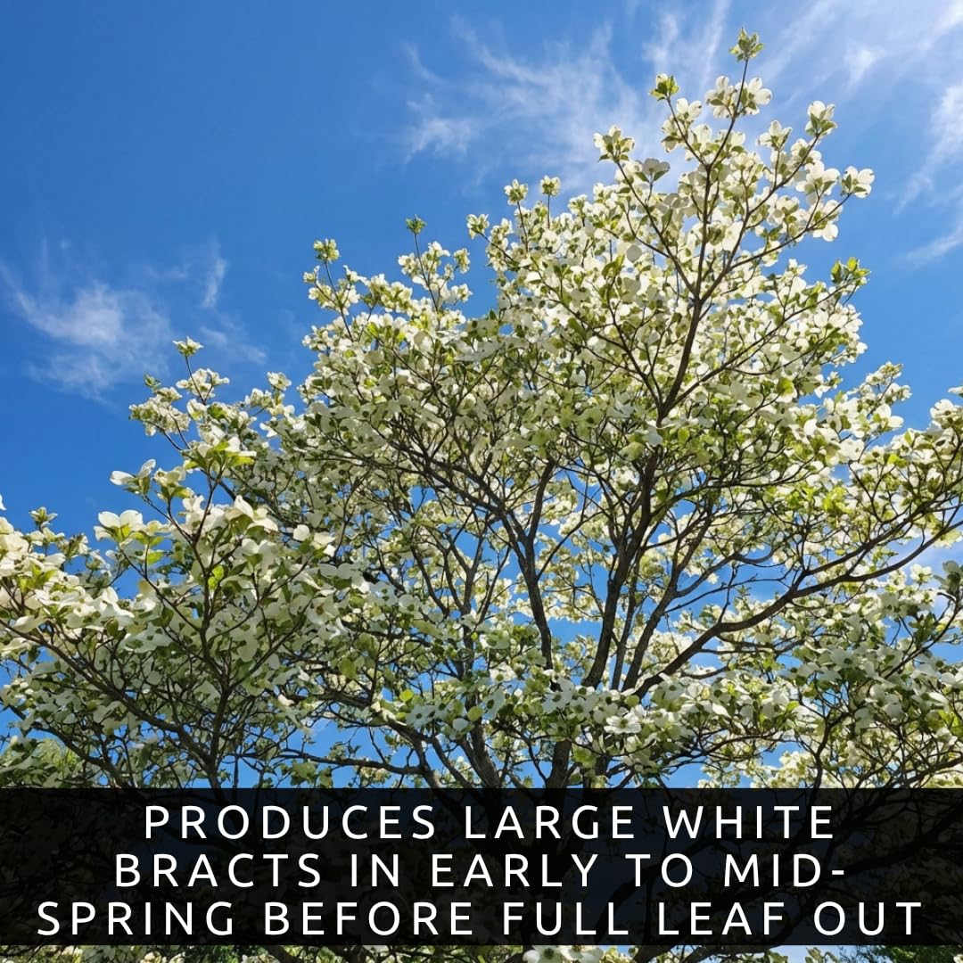 White Flowering Dogwood Trees Live – Cornus Florida – Ornamental Flowering Trees – Spring Blooms & Landscape Trees – Bare Root for Outdoor Planting (10 Trees)