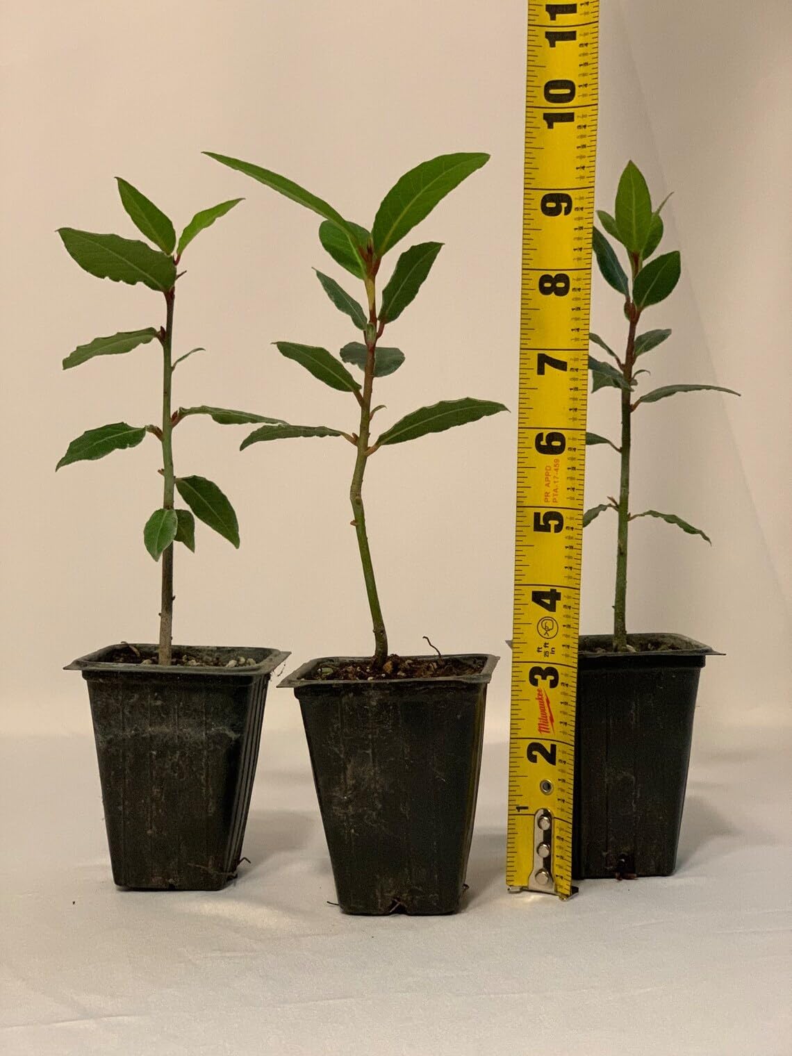 Live Plant - 3 Bay Leaf Trees - 3-6" Tall Live Plants - Sweet Bay Laurel - Laurus nobilis
