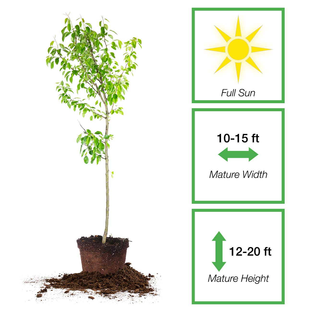 Perfect Plants Moonglow Pear Tree 4-5 ft. Tall Cross Pollinator Heavy Producer of Sweet Fruit, White Flowers