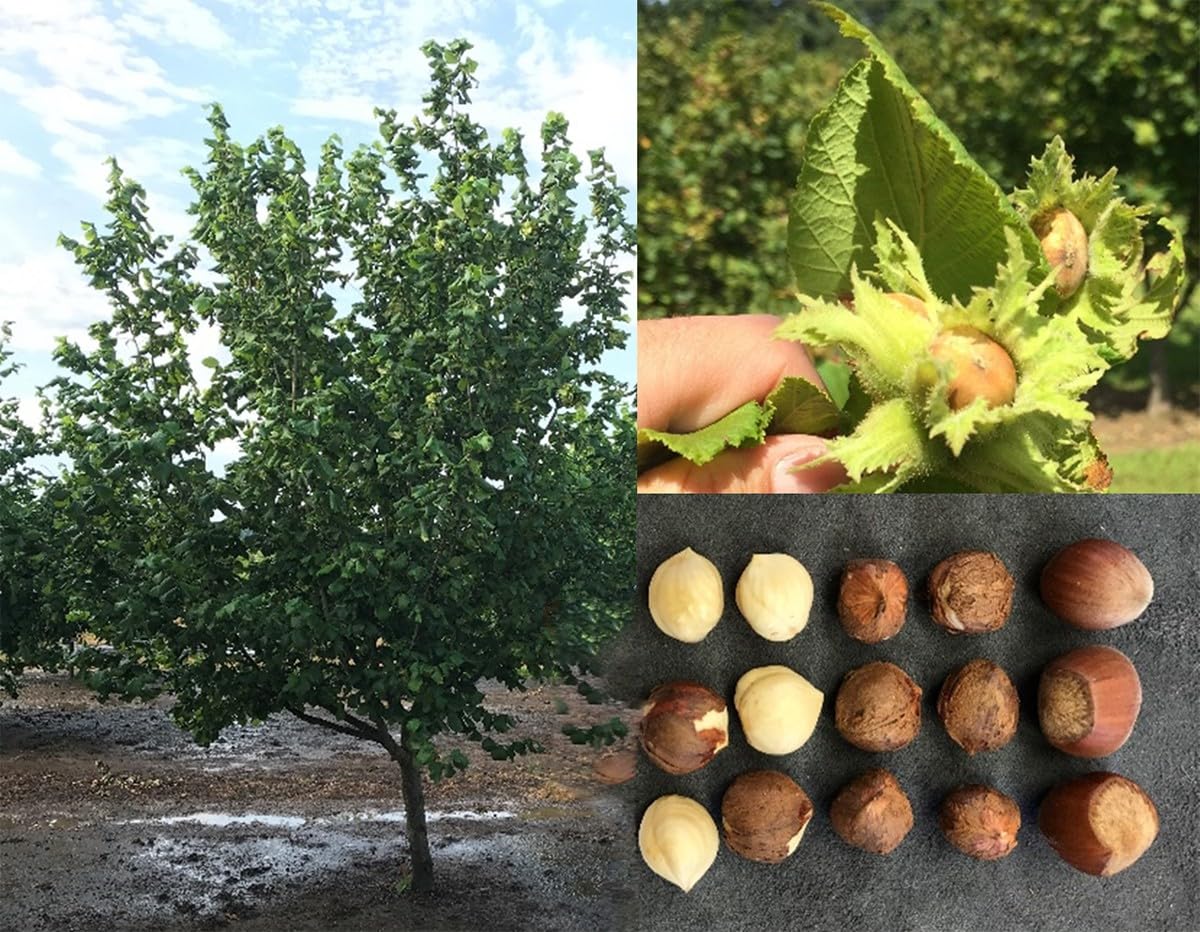 Hazelnut Tree - Produces Nuts - Live Plant Shipped 3 Feet Tall by DAS Farms