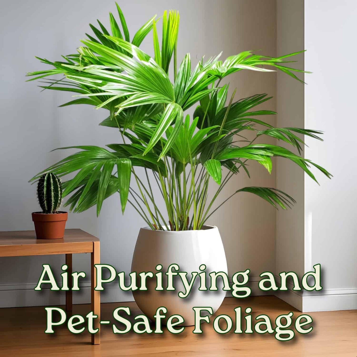 Fountain Palm Tree - Fan Palm - Overall Height 30" to 32" - Large Plant - Houseplant - Tropical Plants of Florida (Plant Only)