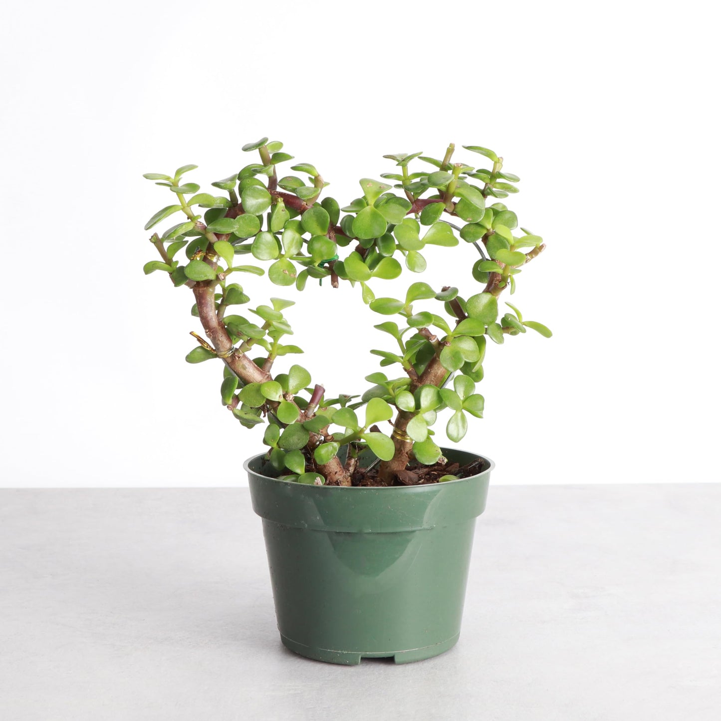 Thorsen's Greenhouse, Heart-Shaped Jade Bonsai Plant, Live Indoor Plant, Gift, Succulent Plant, 4-inch Diameter Pot (Nursery Pot)