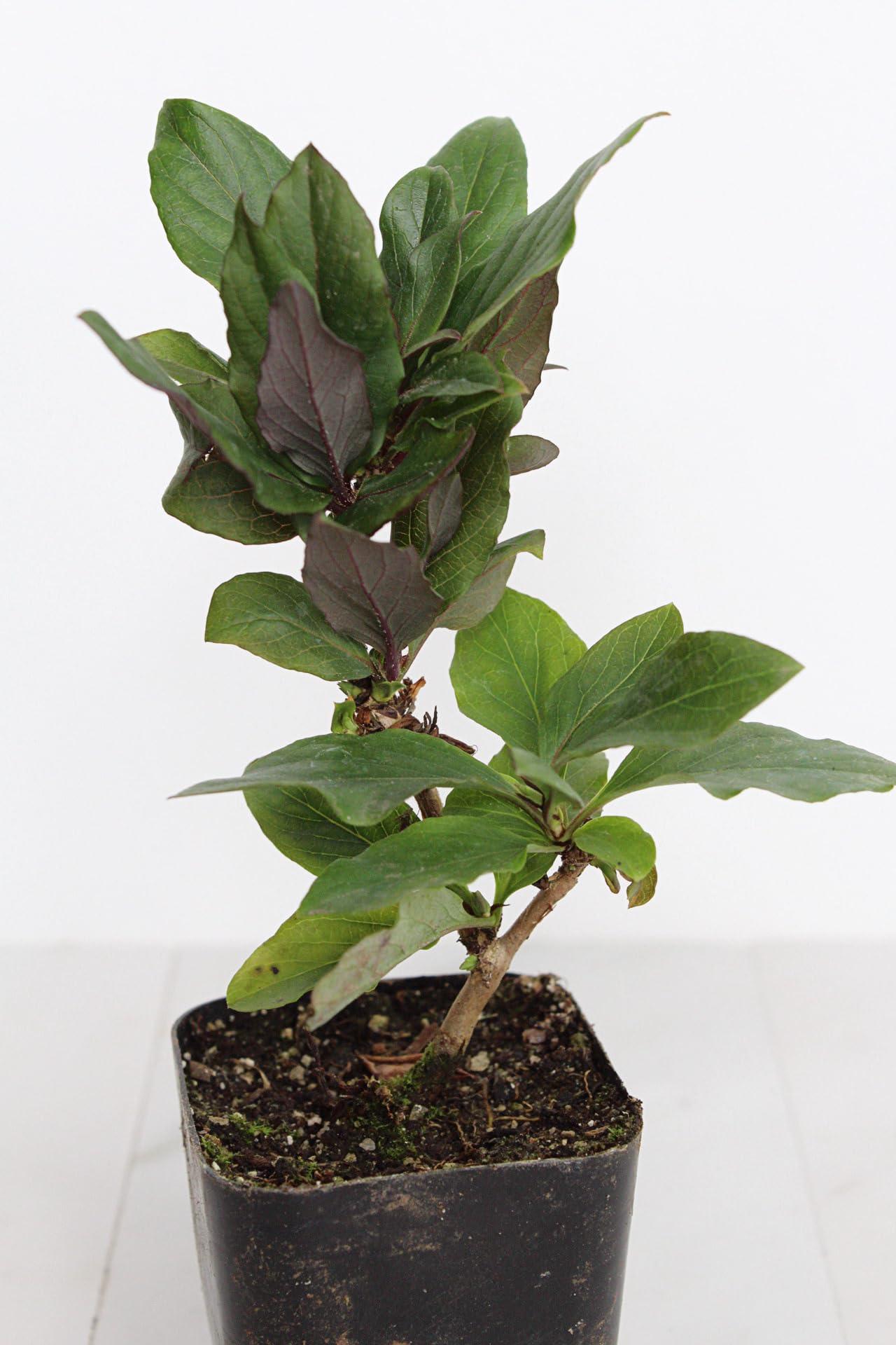 MyShelfie Purple Honeysuckle Vine Plant Fragrant Purple Flower (Lonicera Japonica Purpurea), Live Starter Plant with Purple Leaves, 2-Inch Pot