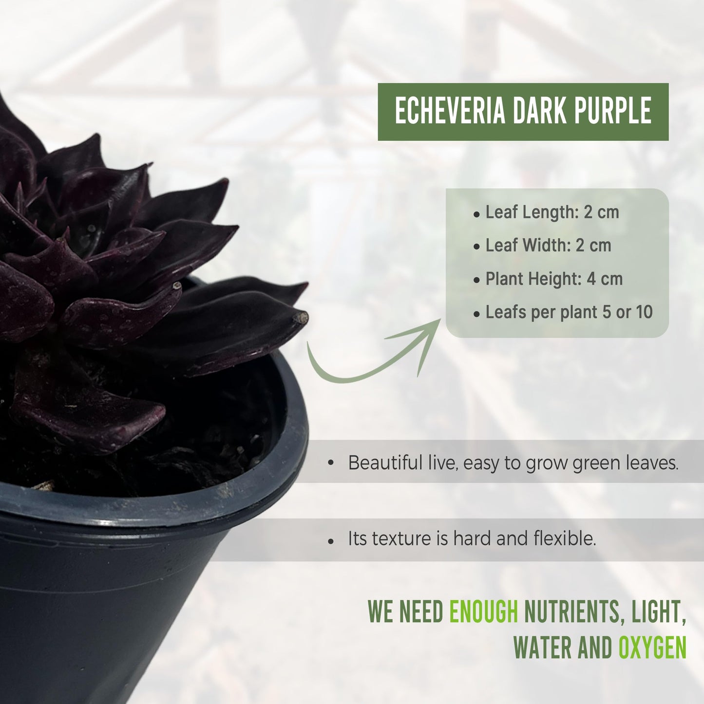 LEAL PLANTS ECUADOR Echeveria Dark Purple (Pack of 2) | Echeveria Succulent Purple Pearl |Natural Décor Plant |Evergreen Live Indoor Plant