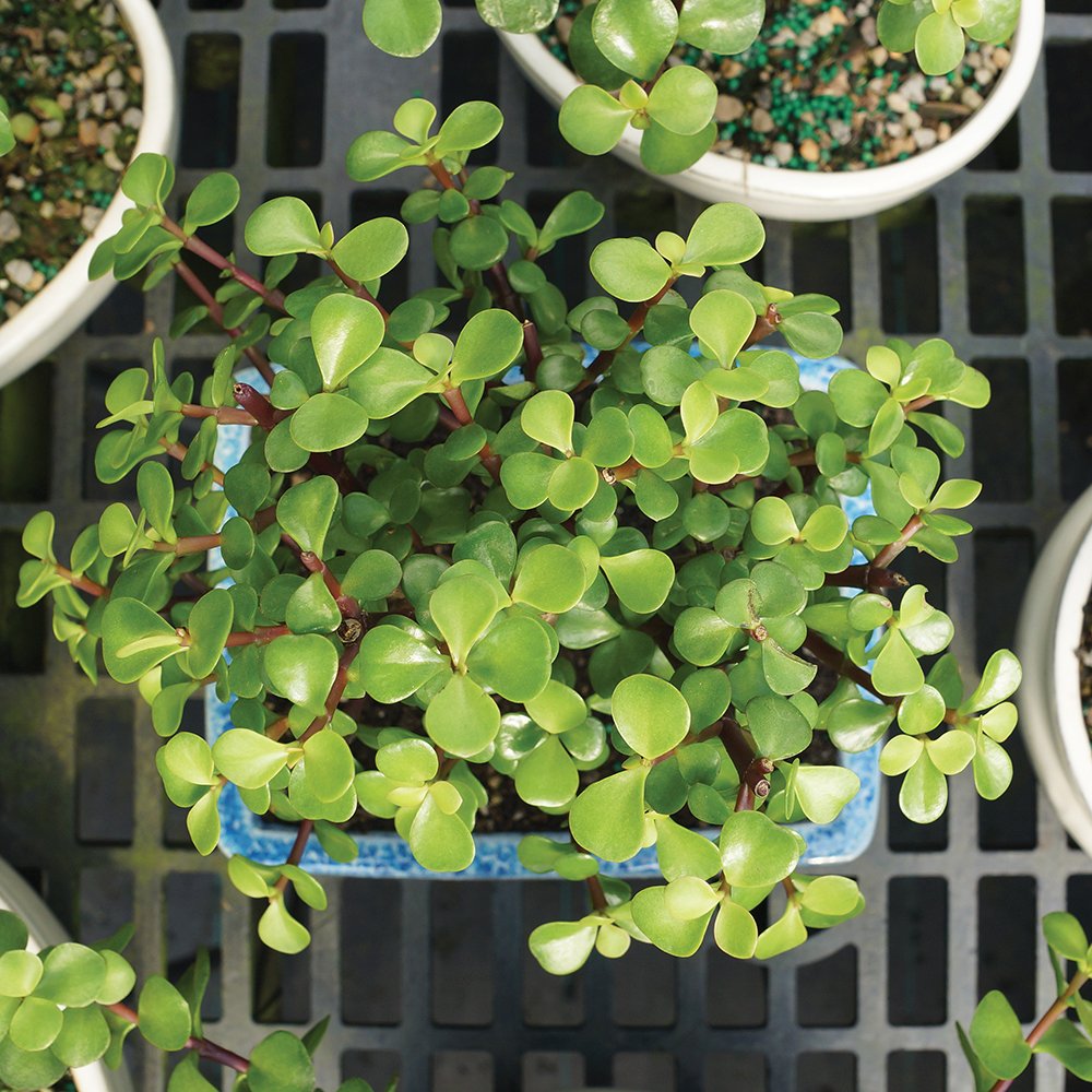 Brussel's Bonsai - Live Dwarf Jade Bonsai Tree in a Ceramic Bonsai Pot, Indoor Succulent Houseplant, 3 Years Old, 5-8 Inches Tall, Easy Care Plant for Home or Office (Small, Green)