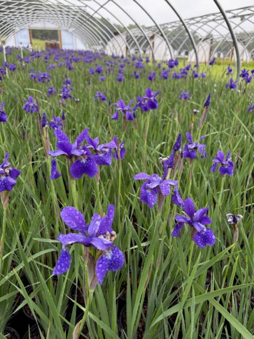 Perennial Farm Marketplace Iris s. 'Caesar's Brother' (Siberian) Perennial, Size-#1 Container, Deep Blue-Violet Flowers