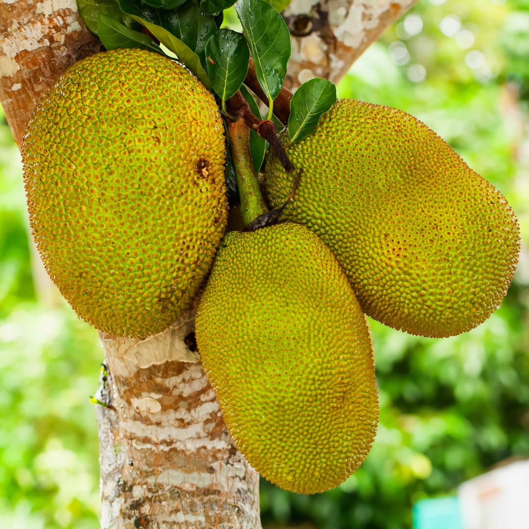 Live Jackfruit Tree Plant High Yield,1 Year Old Potted, 8-14" Tall, Sweet Tropical Fruit for Outdoor Gardens
