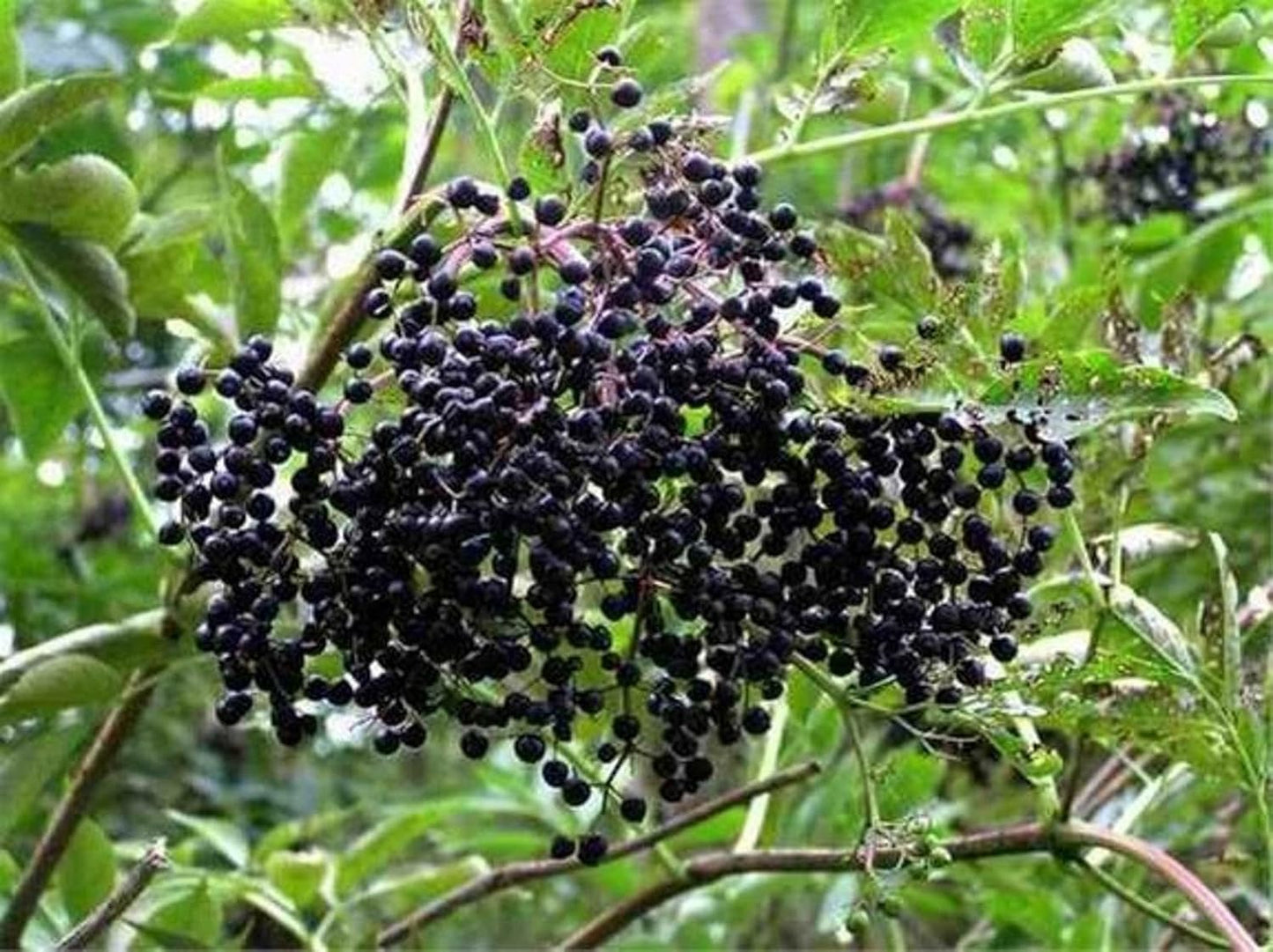 Black Elderberry Tree - 6-12" Tall Live Plant - Quart Pot - Antioxidant-Rich Berry Fruit Shrub - Sambucus Canadensis