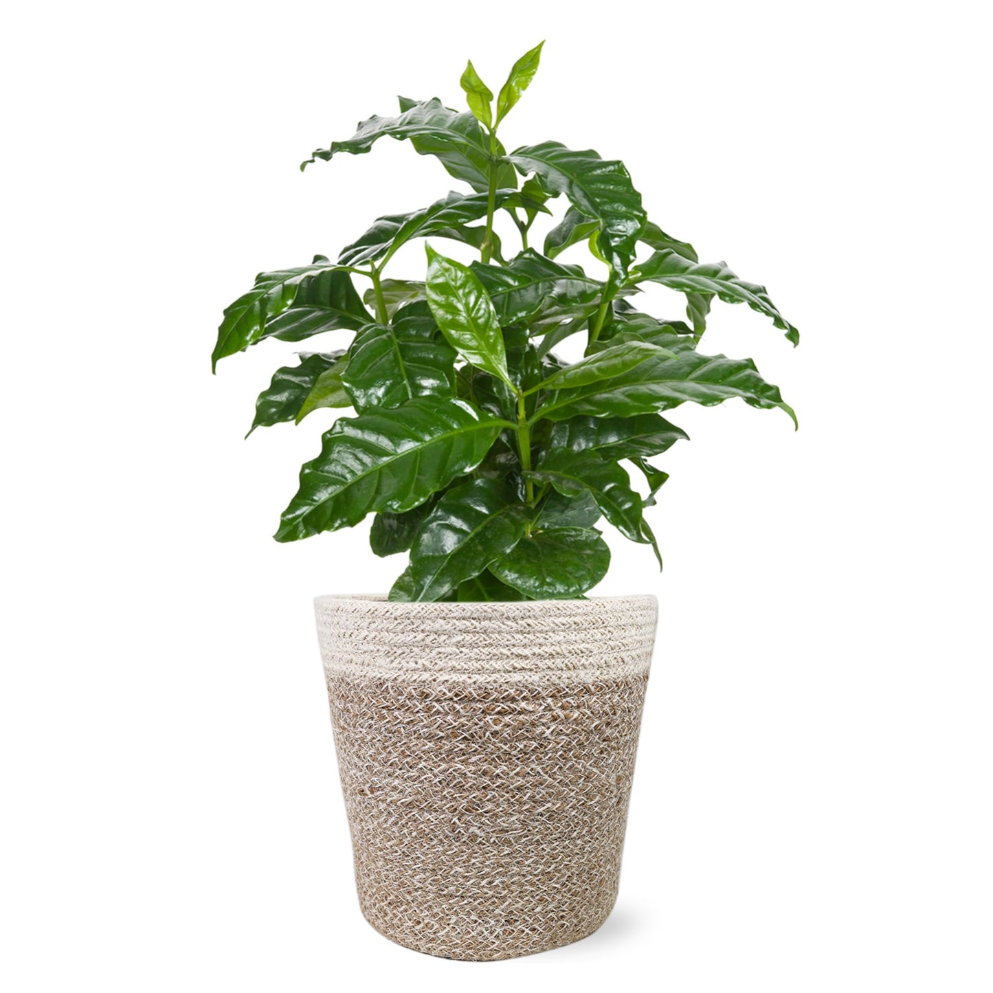 Green Circle Growers 5" Coffee Arabica in Cream Jute Pot, Live Indoor Plants, House Plant