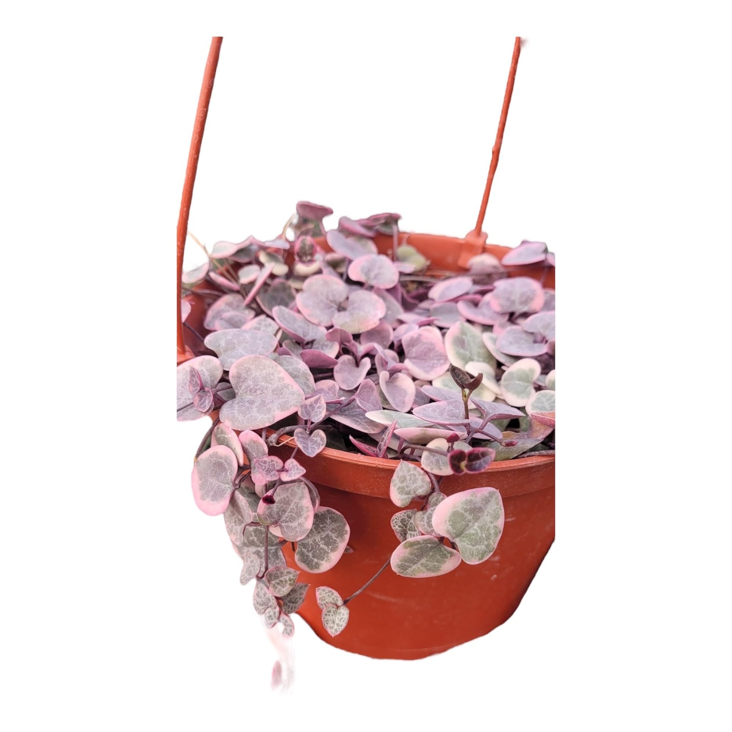 String of Hearts (Ceropegia Woodii) Veriegated in A 6in Pot