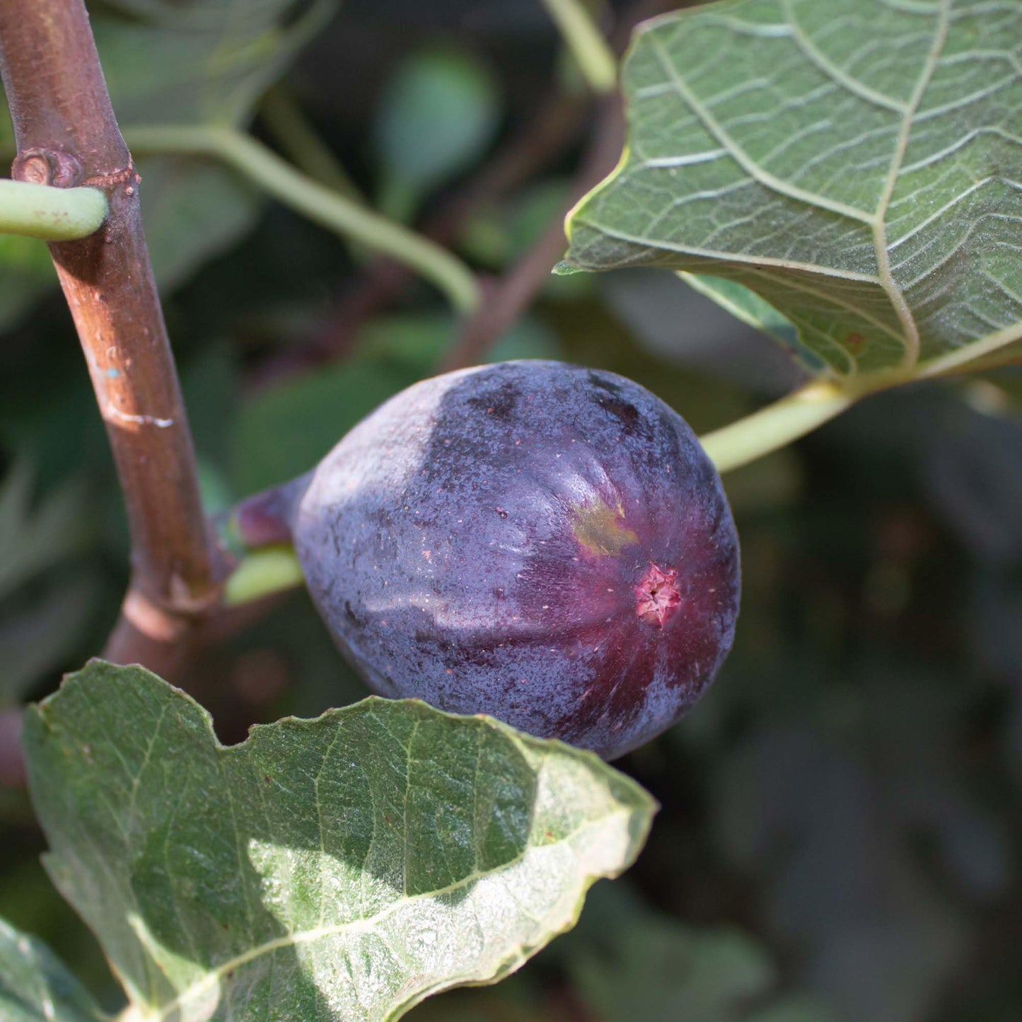 Perfect Plants Beer's Black Fig Tree in 1 Gallon Grower's Pot | Live Fruit Bearing Ficus for Indoor, Patio, & Outdoor Growing | Organic Edible Figs | Hardy Dwarf Tree | Fresh or Dried Fruit