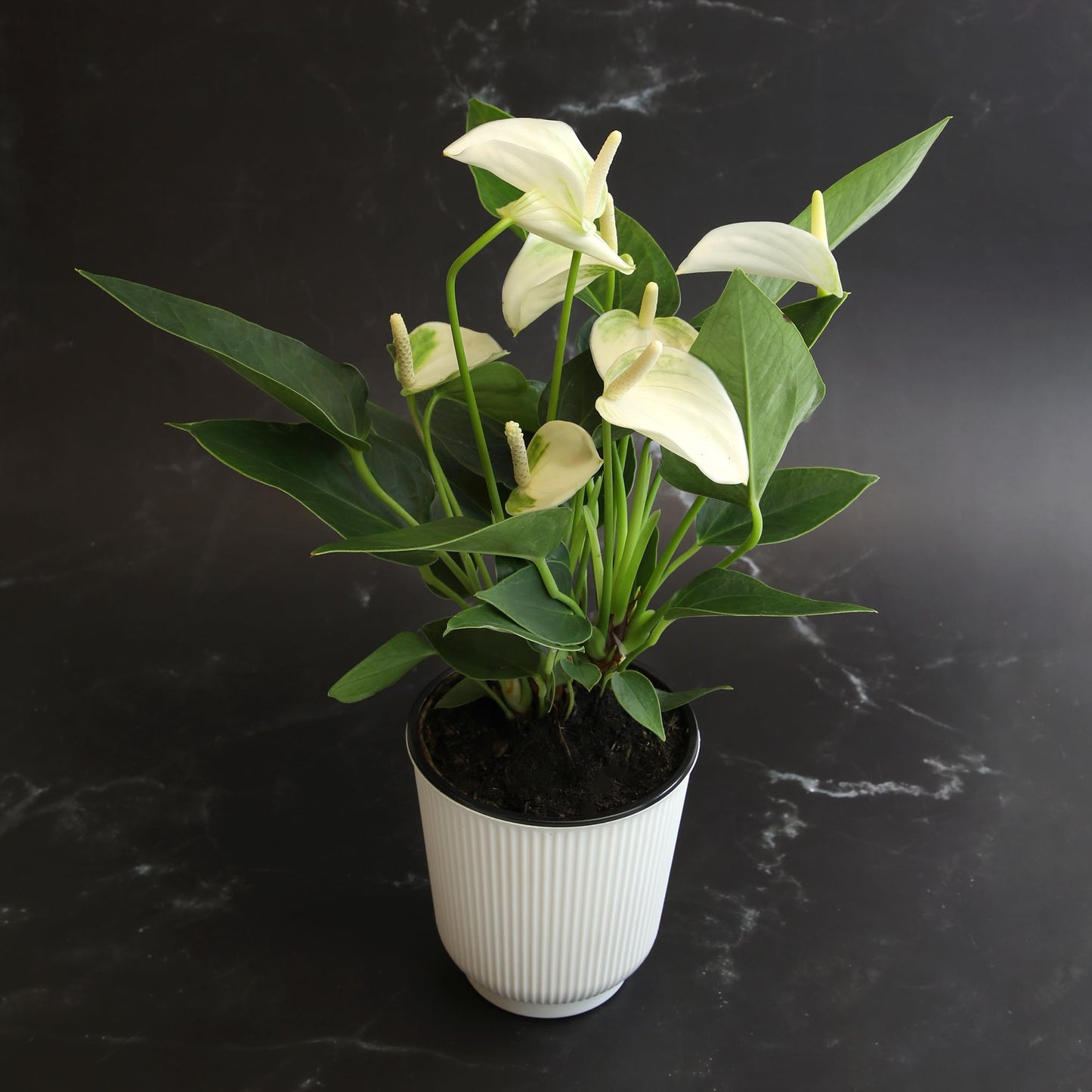 White Anthurium Live Sympathy Plant (Approx 11-14" Tall), Easy to Grow Flowering Houseplant in 4" White Decor Pot by Plants for Pets
