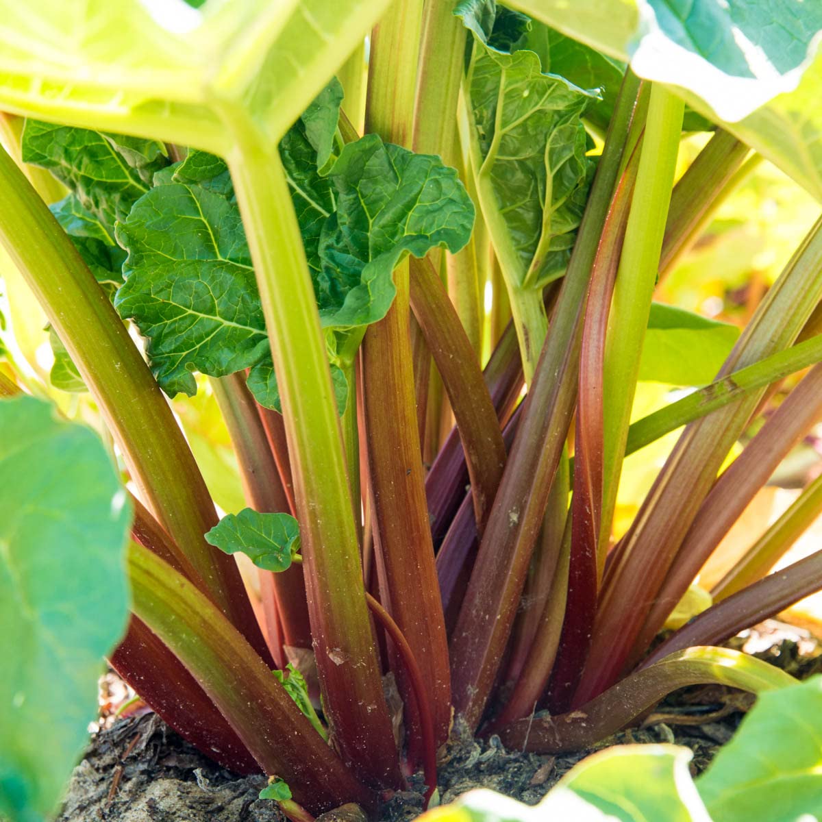 GURNEY'S - Glaskin's Perpetual Rhubarb Plant, Dormant Bare Root Vegetable Roots, 3 Roots per Offer