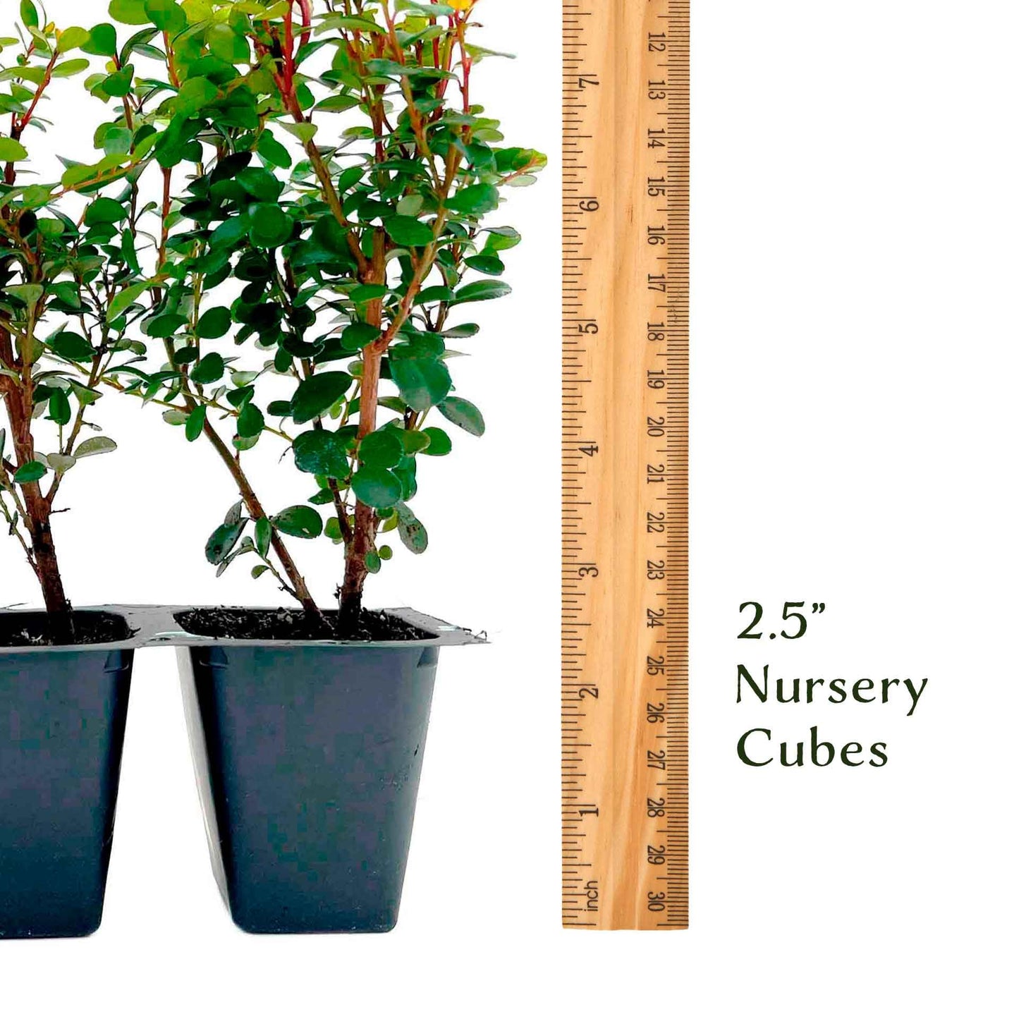 3 African Boxwood Myrsine – Dense Evergreen Shrub for Low Hedges, Borders & Topiary Landscapes (Myrsine africana) in 2.5” Cubes, Live Plants