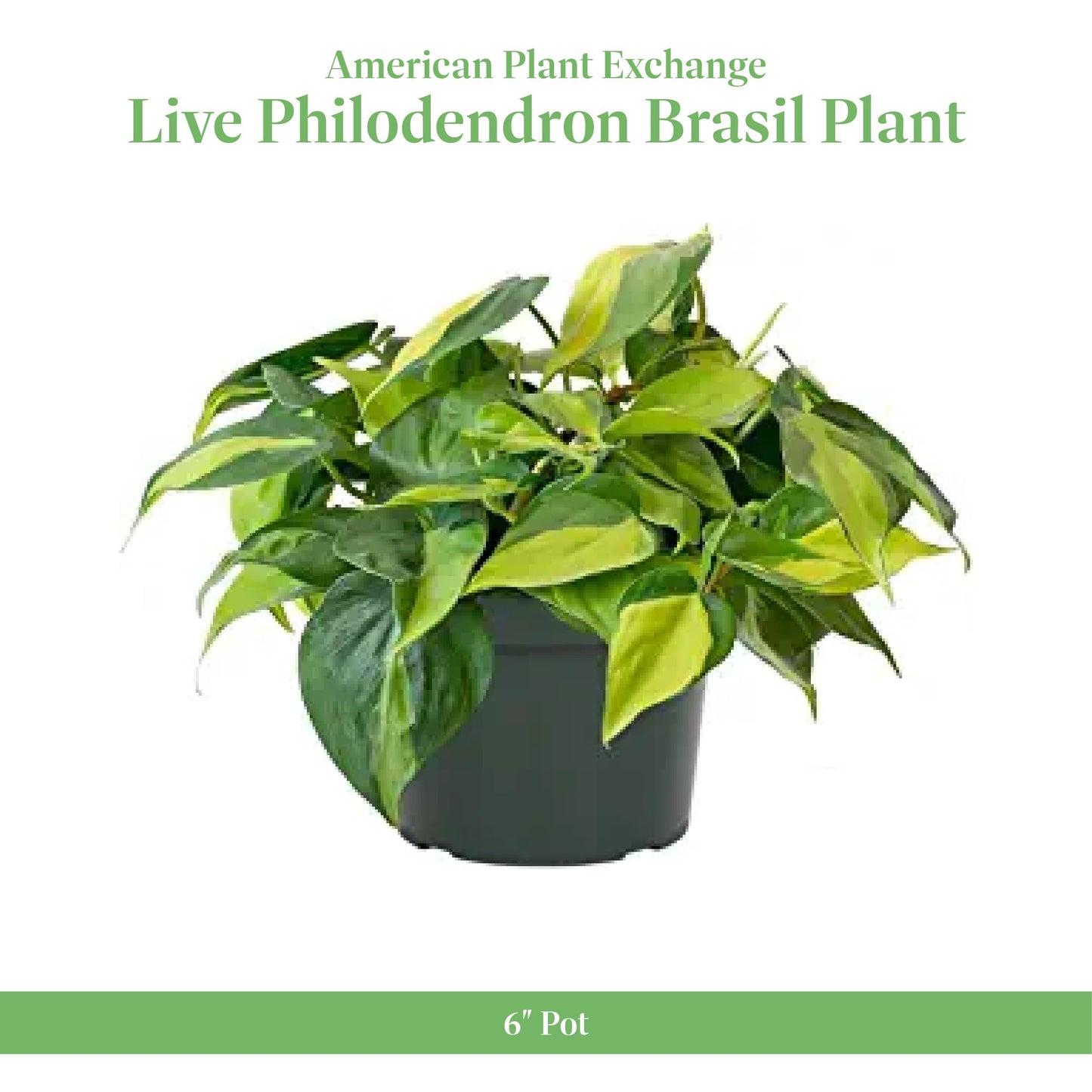 American Plant Exchange Live Philodendron 'Brasil' – 6-Inch Pot – Easy Care Trailing Houseplant with Variegated Green and Yellow Leaves for Hanging Baskets, Shelves, Desks & Indoor Décor