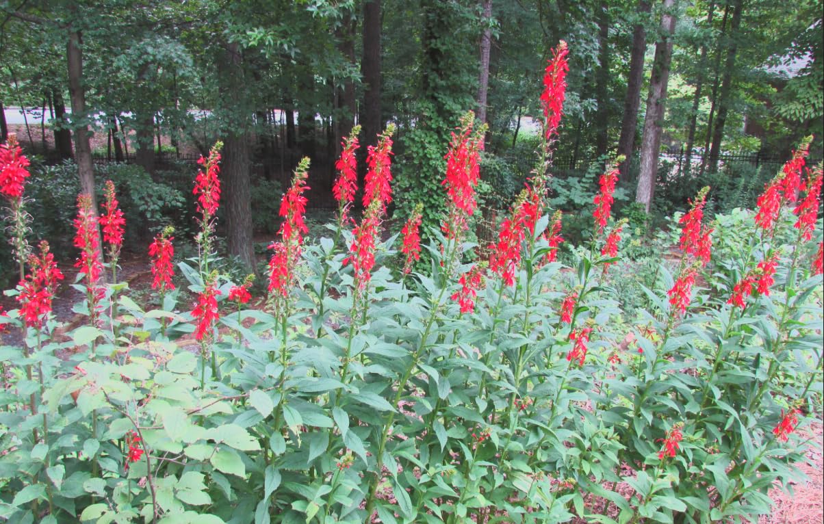 Red Cardinal Flower - Live Plant - Lobelia cardinalis - Vibrant Red Blooms, Attracts Hummingbirds Perennial, 3 Inch Pot, Traditional Medicinal & Garden Herb, Easy to Grow, Hardy Perennial