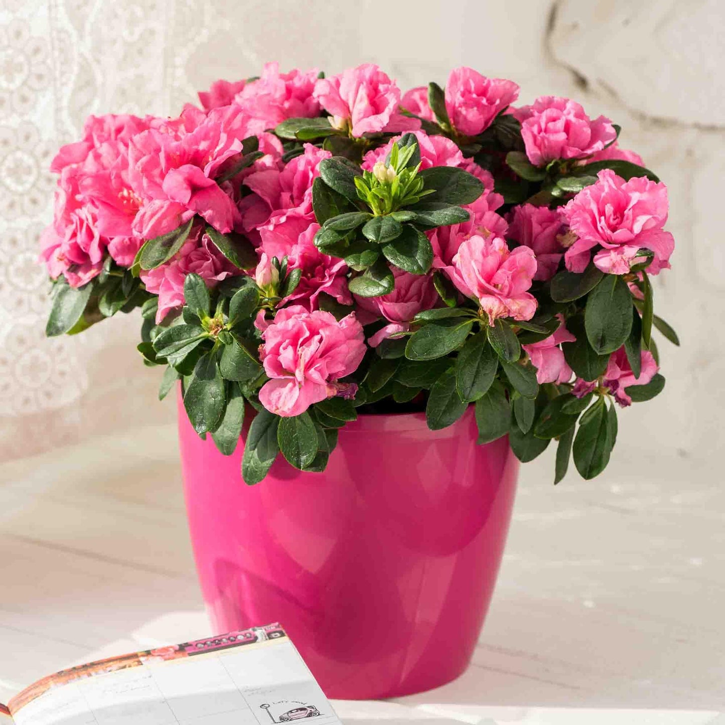 Perfect Plants Gumpo Pink Azalea in 1 Gallon Pot | Pink Reblooming Flowers Spring Through Fall | Evergreen Shrub for Outdoor Gardens or Containers | Low Care & Easy to Grow | Thrives in Zones 7-9
