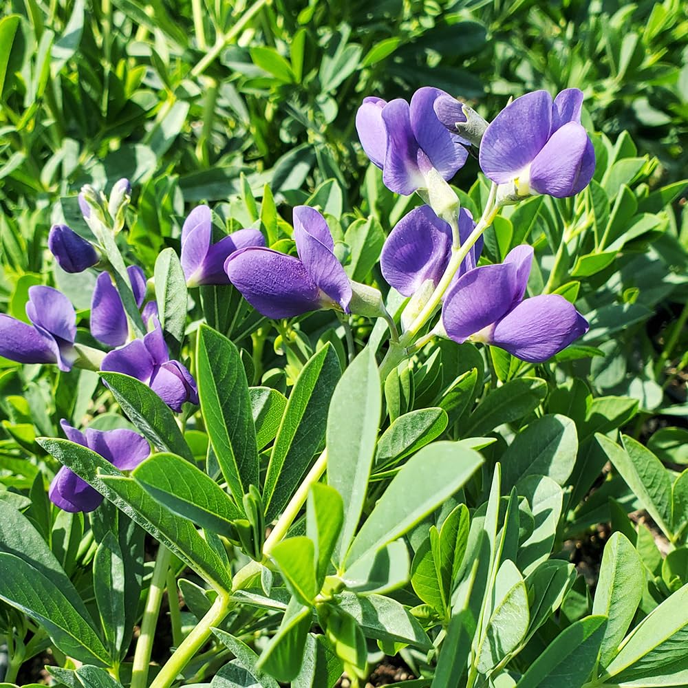 Live Plant from Green Promise Farms - Baptisia Australis, Blue Indigo #1 Gallon Size Container Purple Flowers, This Plant Does NOT Ship to AZ, CA, HI, ID, MT, NV, OR, PR, UT & WA!!