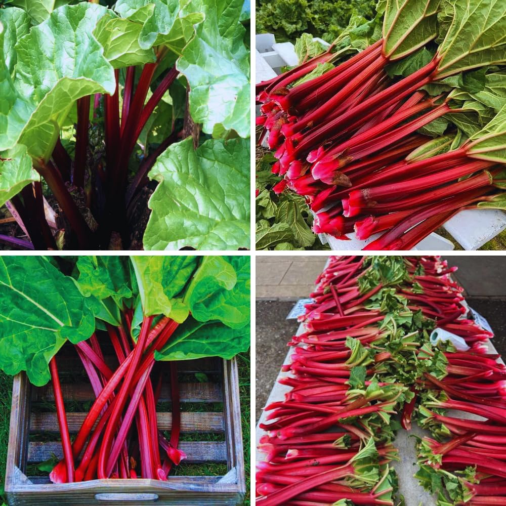Common Rhubarb Plant Roots Live, 5 Large Rhubarb Plants Roots for Planting, Vegetable Plant for Gardening Indoor Outdoor