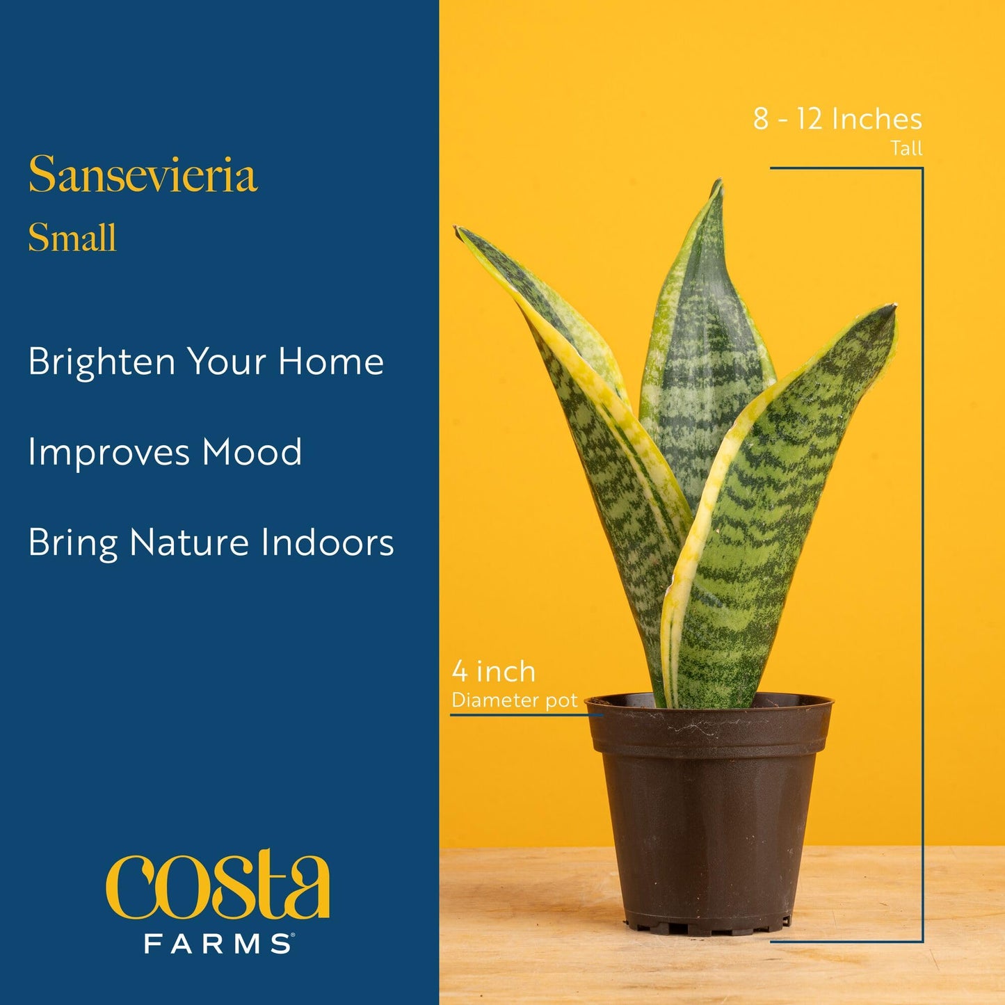 Costa Farms Snake Plant, Live Sansevieria Indoor Houseplant in 4-Inch Decorative Pot, 8-12 Inches Tall, Low Light Air Purifying Succulent, Easy Care Room Decor Gift