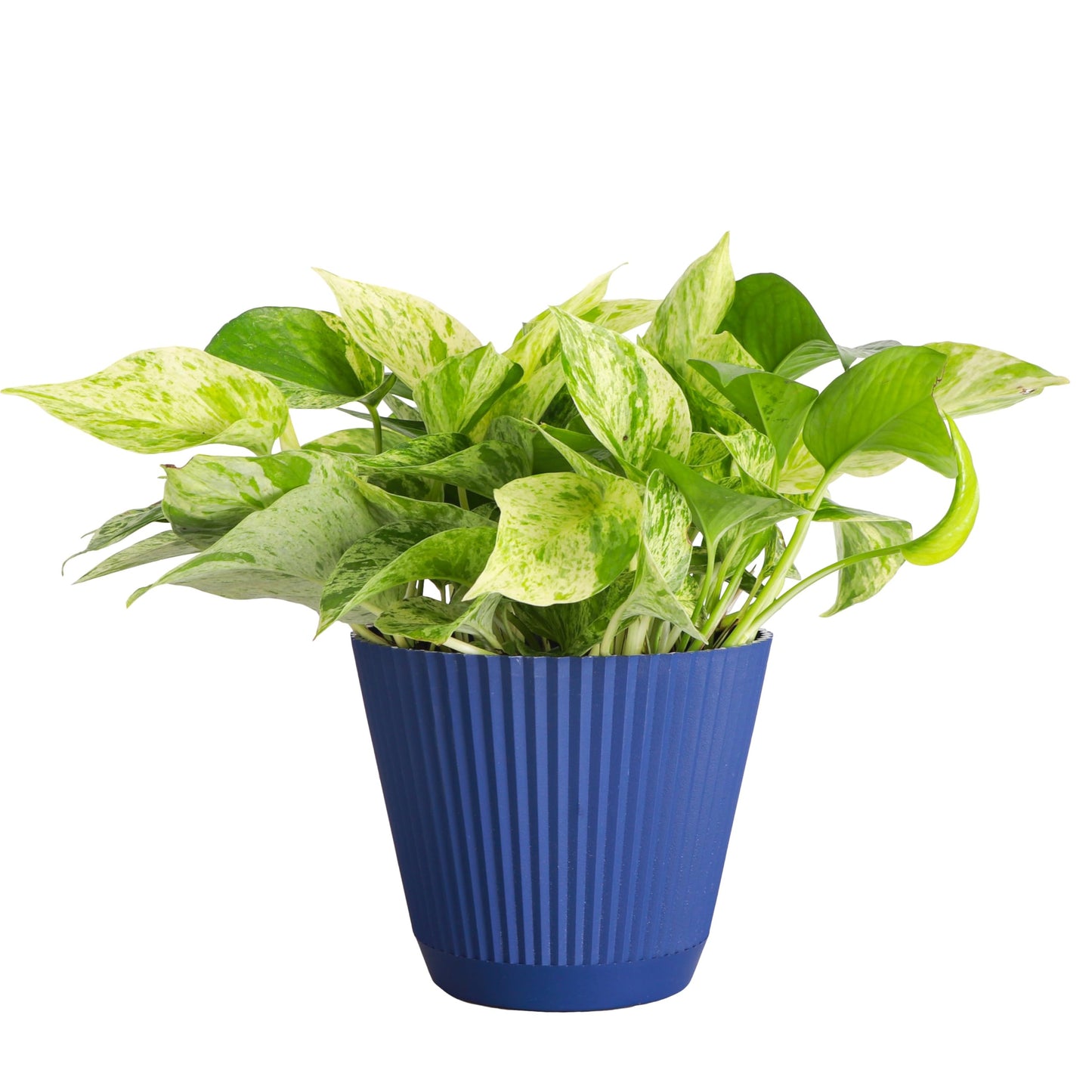 Thorsen's Greenhouse Marble Queen Pothos, Live Indoor Plant, Easy to Grow, Rare Variegated Houseplant, Natural Air Purifier, 6-inch Diameter Pot (Navy)