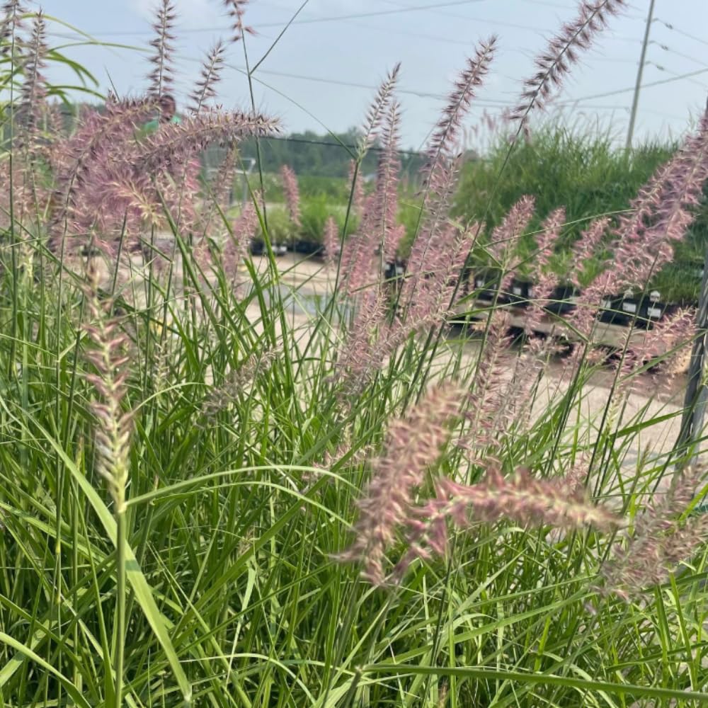 Set 3 Fountain Grass Plants Live Clumps for Planting Your Garden, 4-8 Inch Tall, Ornamental Grasses Live Plants Perennial (Rose Fountain Grass)
