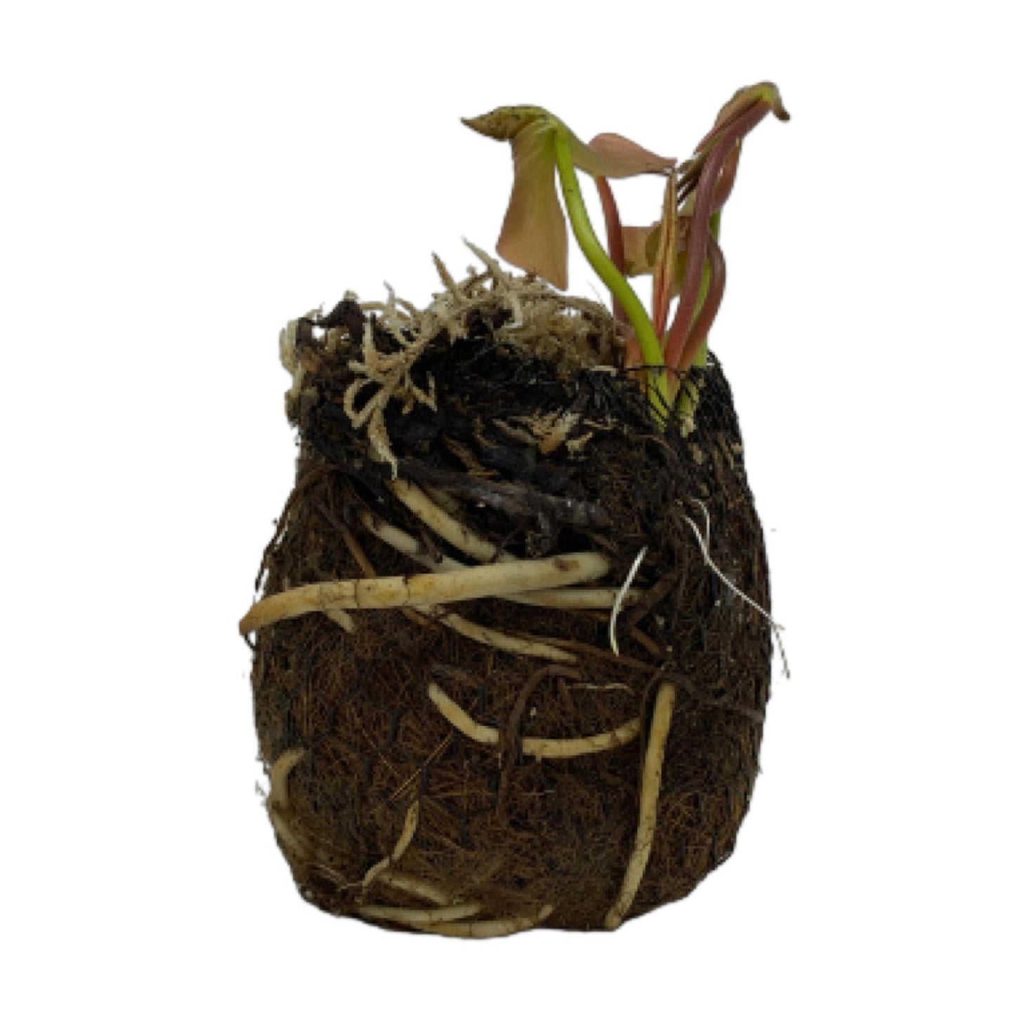 Chalily Water Lily Aquatic Plants Live Lilies Real Small or Big Pond Plant Lilly Ponds Cold Hardy Pads Grow waterlillies Flowering rhizomes Outdoor lilys Waterlily Lillies pre Grown lillys pad RED