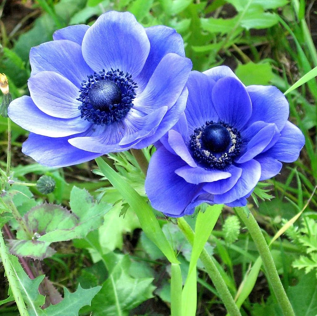 Votaniki Anemone Blue Poppy - Hardy Perennial, Long Lasting Blooms, Anemone Coronaria ‘Blue Poppy’ Bulbs | Spring Flowering Bulbs, Easy to Grow (12 Pack)