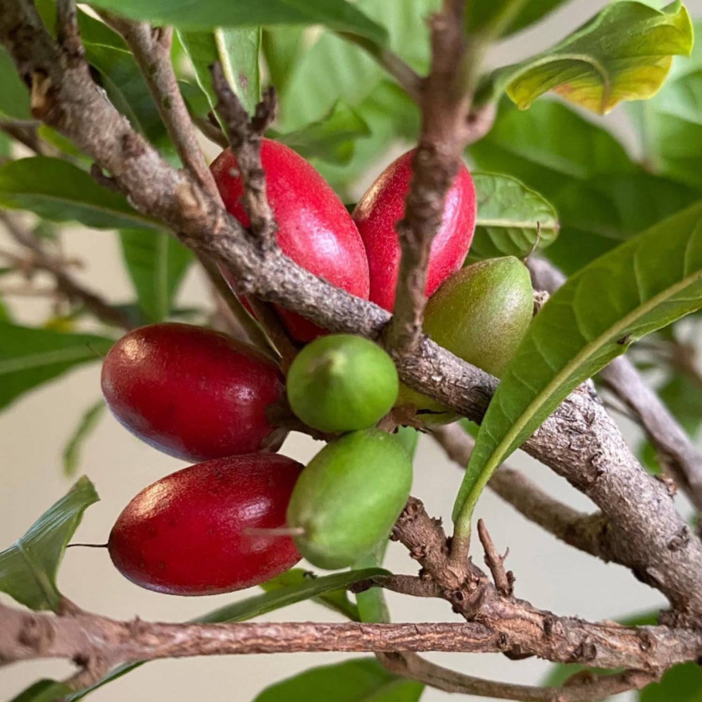 Miracle Fruit Tree for Planting, Miracle Fruit Live Plant in Gallon Pot, 1-2 Feet Height, Berry Plant for Garden, No Ship to CA