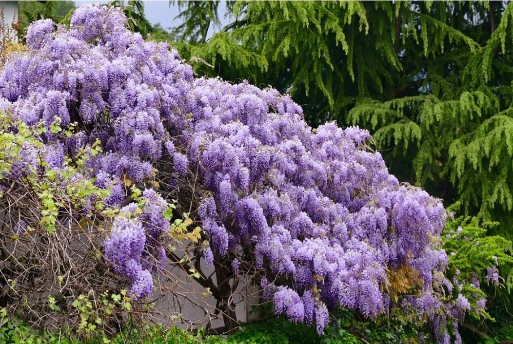25 Wisteria Seeds Purple Flowers Blue Moon Wisteria Chinese Blue Wisteria sinensis Tree Fast Climber Flower Vine Hardy Plant