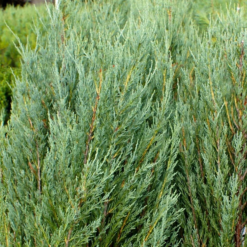 Brighter Blooms - Skyrocket Juniper, 1-2 ft. - No Shipping to AK, AZ, CA, HI