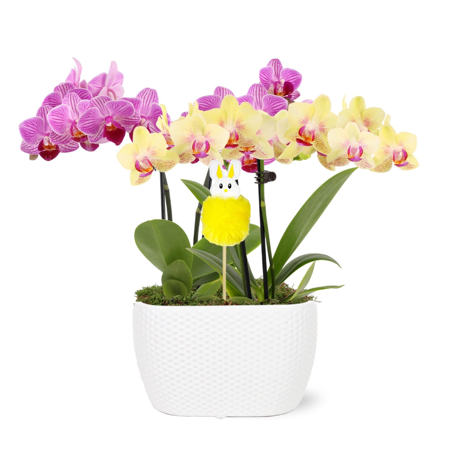 Green Circle Growers Pink and Yellow Orchid Duo in 4" White Pot with a Bunny Pick, Live Indoor Plants, House Plant