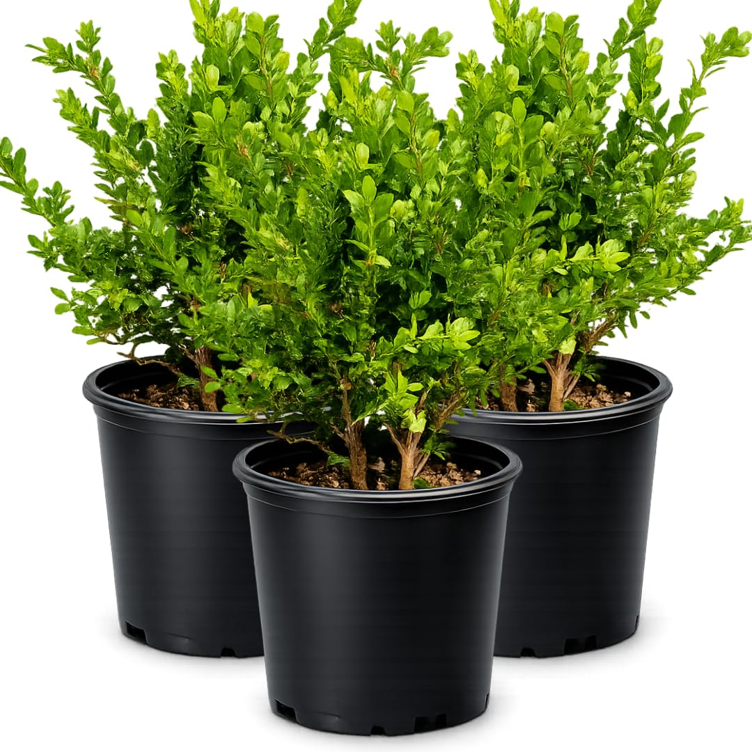 My Shelfie – Green Beauty Boxwood (Buxus microphylla ‘Green Beauty’), 1-Gallon Live Evergreen Shrub for Hedges, Borders, Topiary, and Outdoor Landscape Décor (1)