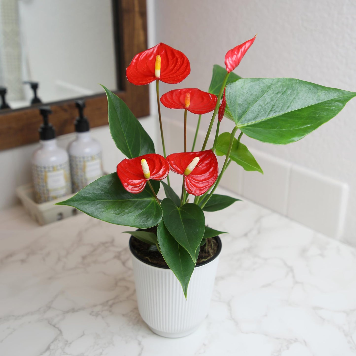 Altman Plants Red Anthurium Live Plant Decor in 4 Inch White Plastic Plant Pot, Easy to Grow Desk Plant, Easy Plant Gift, Decorative Indoor Plant, Live Anthuriums Live Plants Grown in Potting Soil Mix