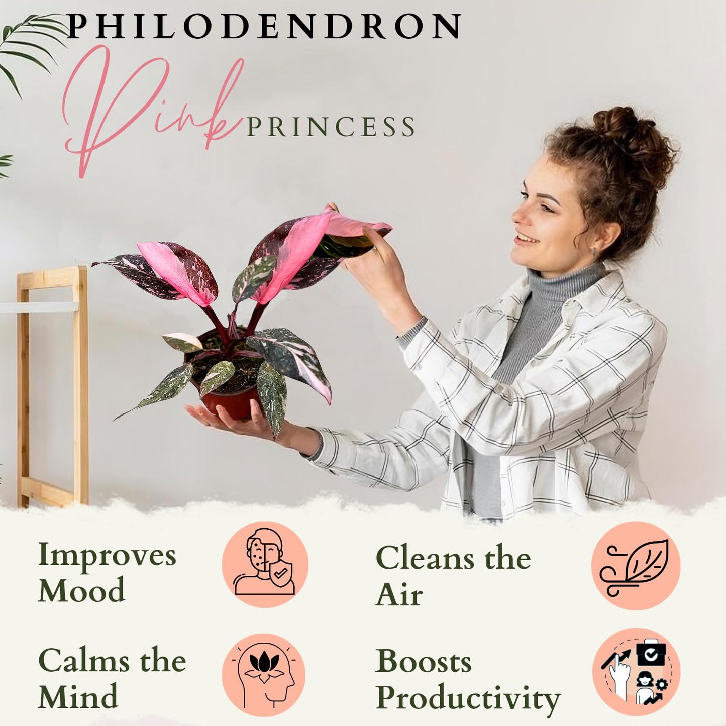 4 Inches Philodendron Pink Princess Live Plant with 4" Pot - Philodendron Plant Live Easy to Grow and Air Purifying - Indoor Houseplants for Home Office Wedding Decor & Gift Idea(Heat Pack Included)
