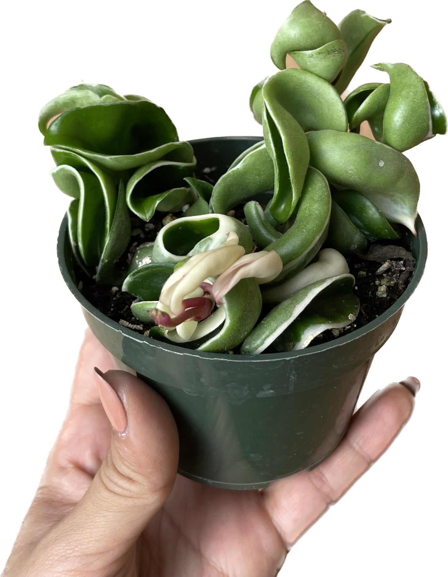 Variegated Hoya Compacta aka Hoya Hindu Rope Variegated Available in 2", 4", and 6" Pot Live Hoya Plant Prime Plants California (2 Small Plants/Stems, 4" Pot)