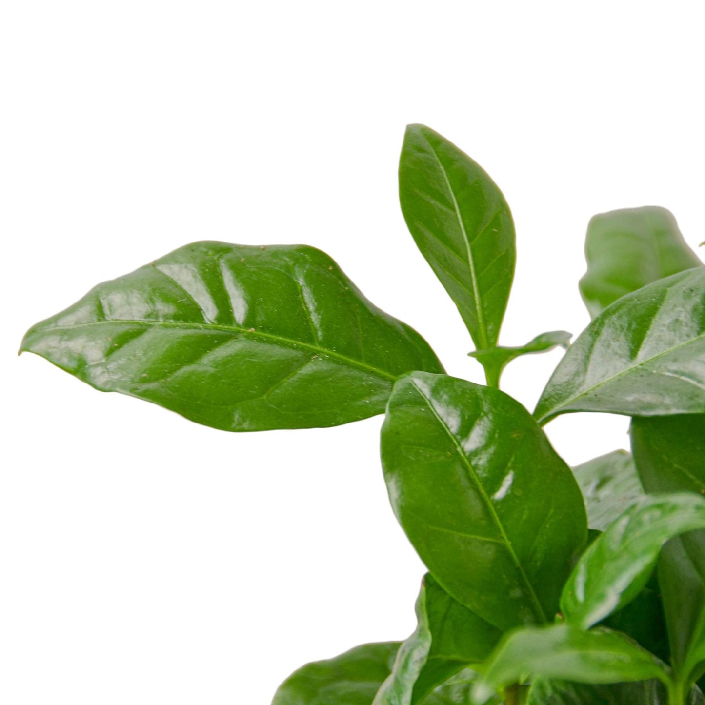 Arabica Coffee | Live Plant for Indoor & Outdoor | for Living Room, Office, Bathroom | (4" Pot)