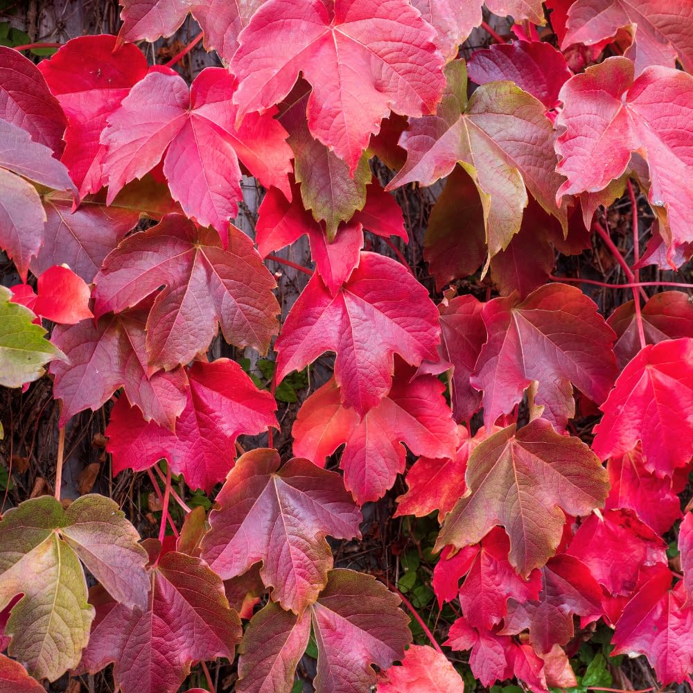 Boston Ivy Plant, Live Climbing Ivy Plant Starter in Pot, 3-6 Inch Tall, Outdoor Garden Planting