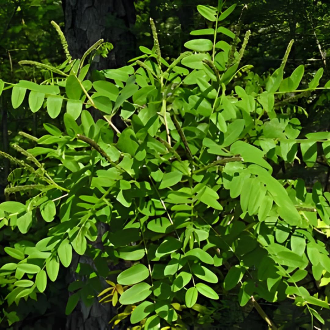 5 Amorpha fruticosa Live Plants 6–12 Inch | False Indigo Bush Starter Tree | Fast-Growing Native Plant with Showy Purple Blooms | Great for Wild Gardens