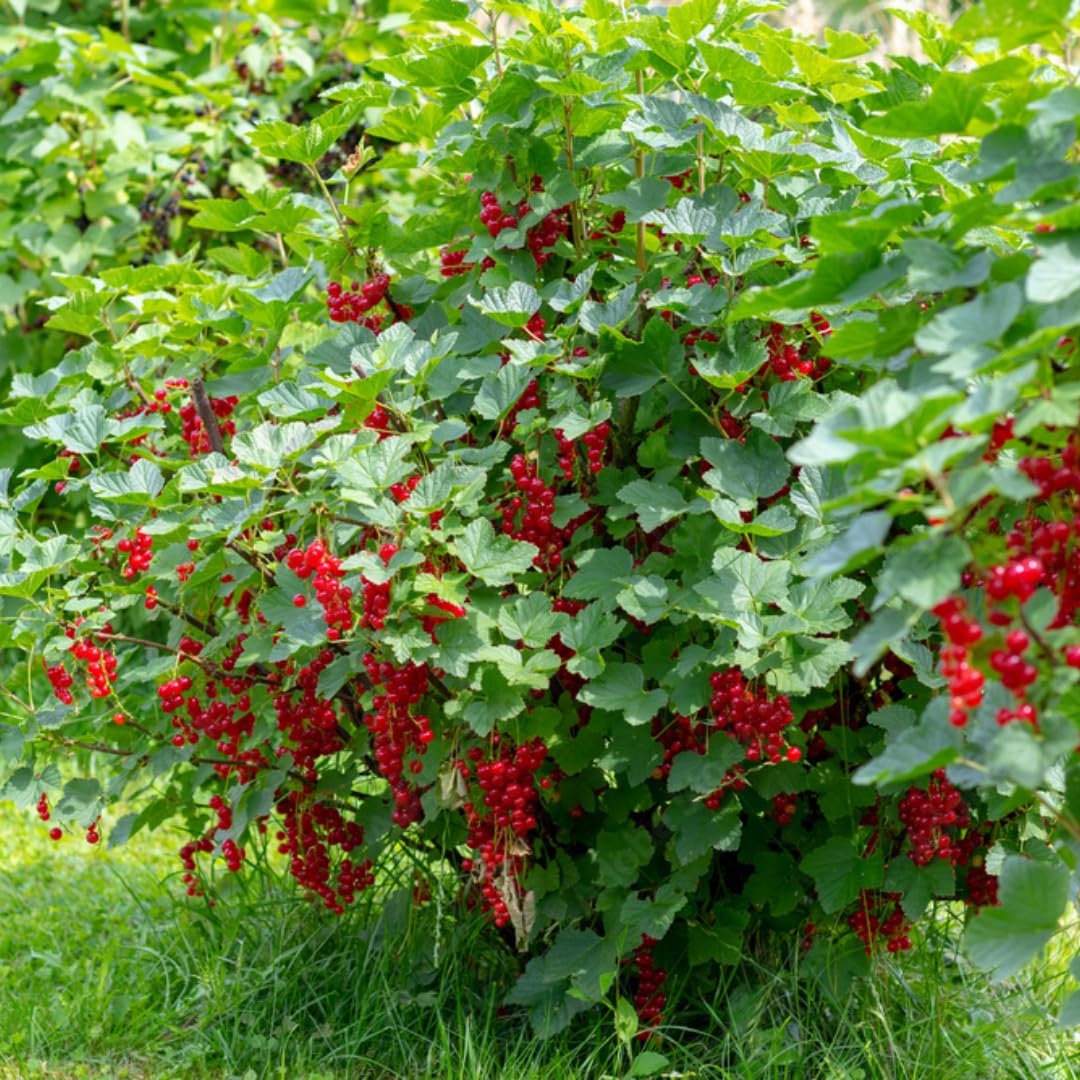 Live Currant Bush Plant Fast Growing, Ready Bear Fruit Within 1 Year - No NC, WV, NH, 6-14" Tall, Great for Backyard or Orchard Growing, Currant Plant (Red)