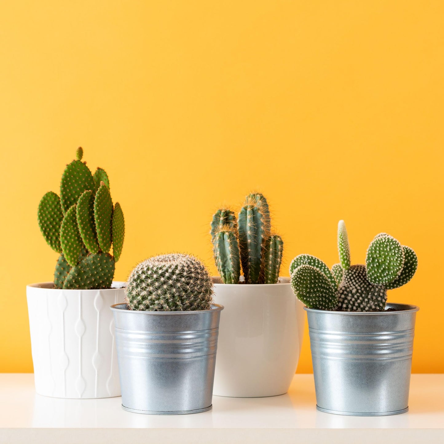 Mountain Crest Gardens Cactus Bulk Pack - 25 Live Plants, 5 of Each Variety, Rooted in 2 Inch Pots - Real Cacti for DIY Arrangements, Displays & Desert-Themed Décor