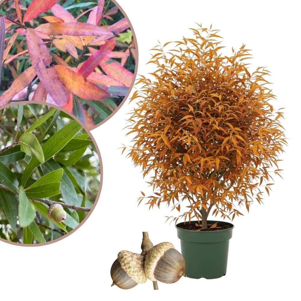 Set 2 Willow Oak Live Plant 12-18 Inch Tal, Hardy Shade Trees, Live Oak Plants for Planting Outdoor Garden, Dormant in Winter