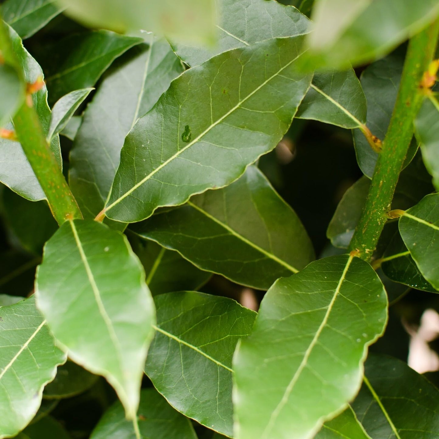 Live Plant - Laurus nobilis Bay Leaf Tree Bay Laurel Sweet Bay Rooted Small Starter Plant!