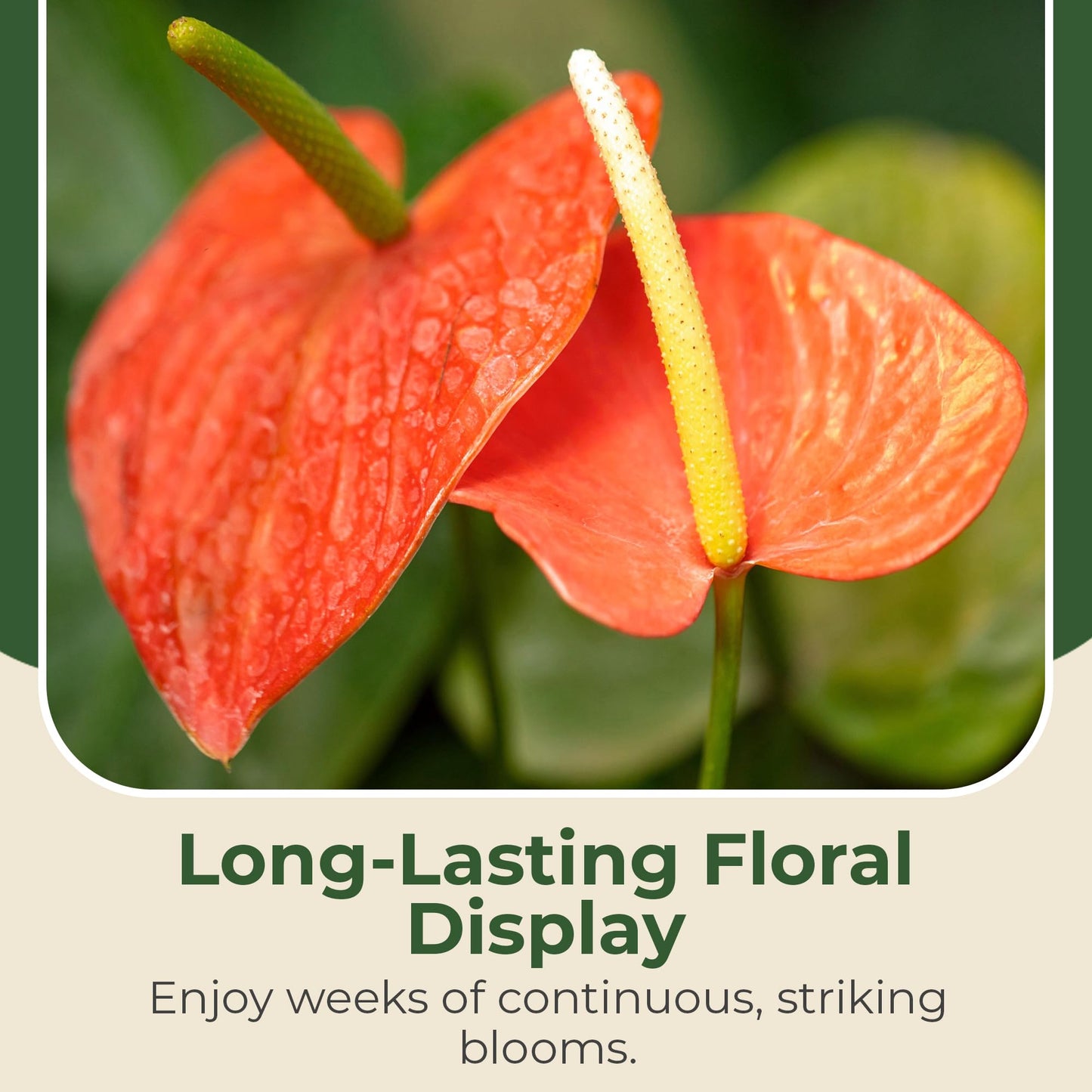 Lace Leaf Anthurium aren't You Orange Plant - Compact Anthuriums Live Plants for Indoors & Outdoors - Versatile & Adaptable Anthurium Flowering Plants - Ideal for Tabletops, Desks, and Indoor Spaces