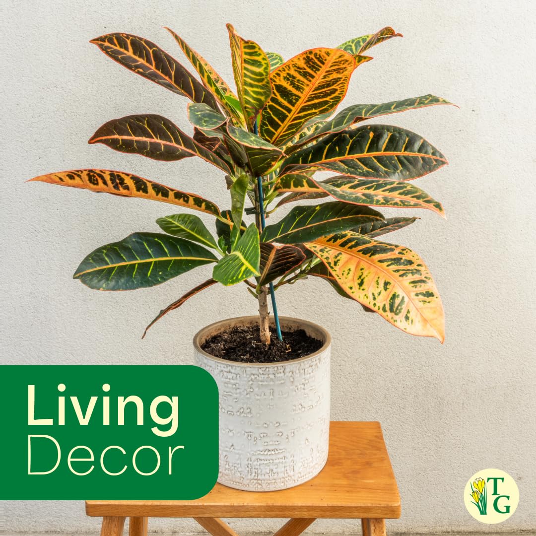 Thorsen's Greenhouse Live Petra Croton Plant, Codiaeum Variegatum, Colorful Foliage, Live Indoor Houselant (Nursery Pot, 6-inch Pot)