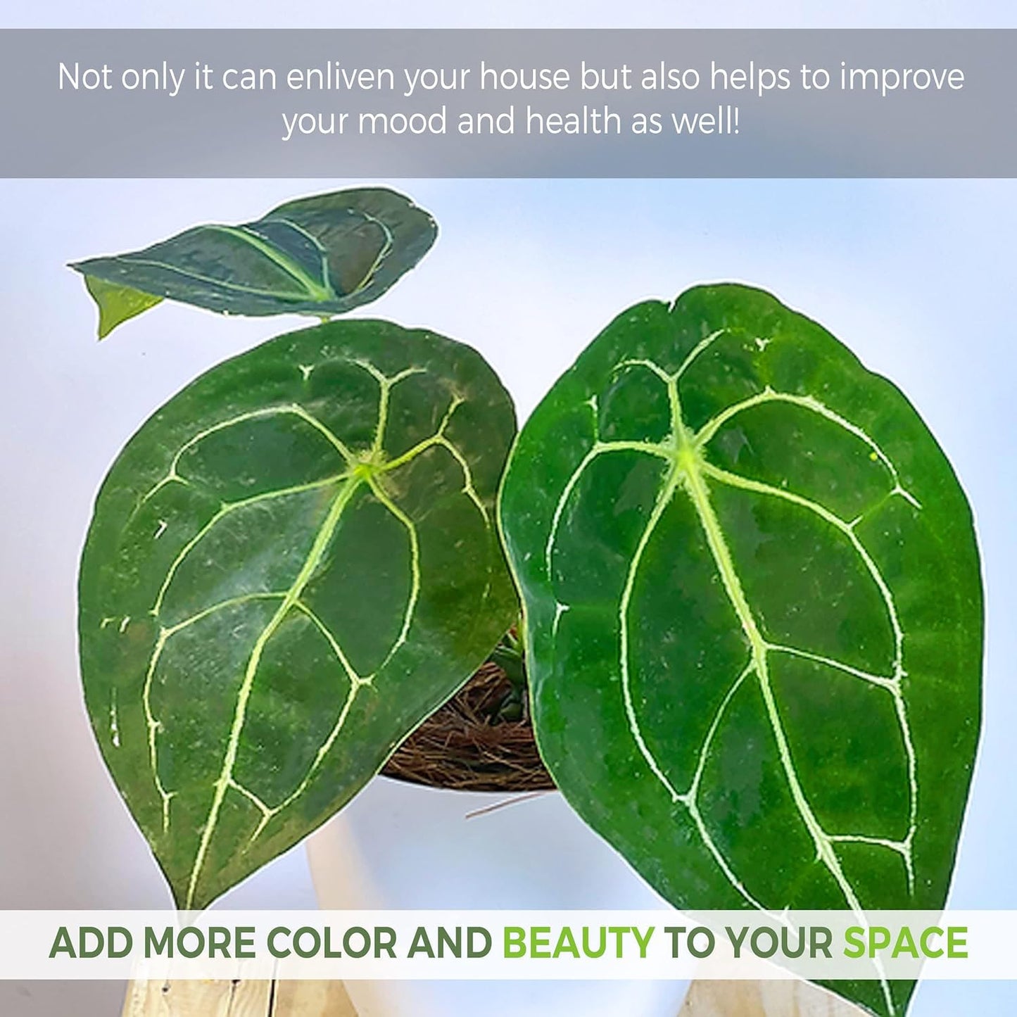 LEAL PLANTS ECUADOR Anthurium Forgetii Unique Dark Live Plant | Low Light Indoor Houseplant | Exotic Aroid for Home Decor