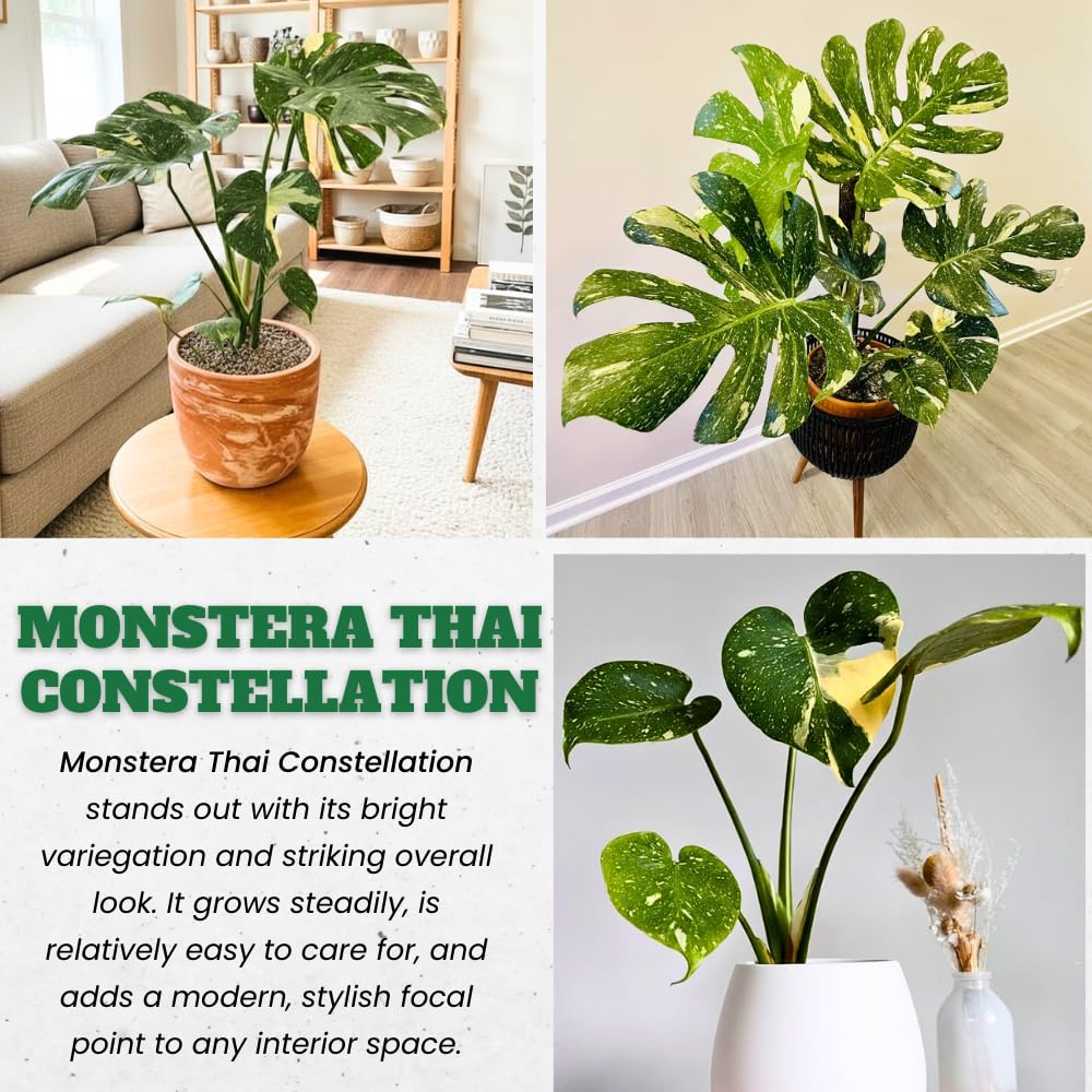 Constellation Monstera Plant Live, Variegated Thai Monstera Deliciosa, Variegated Leaves, Live Indoor Plant, 4–6 Inches Starter Plant for Indoor Houseplant