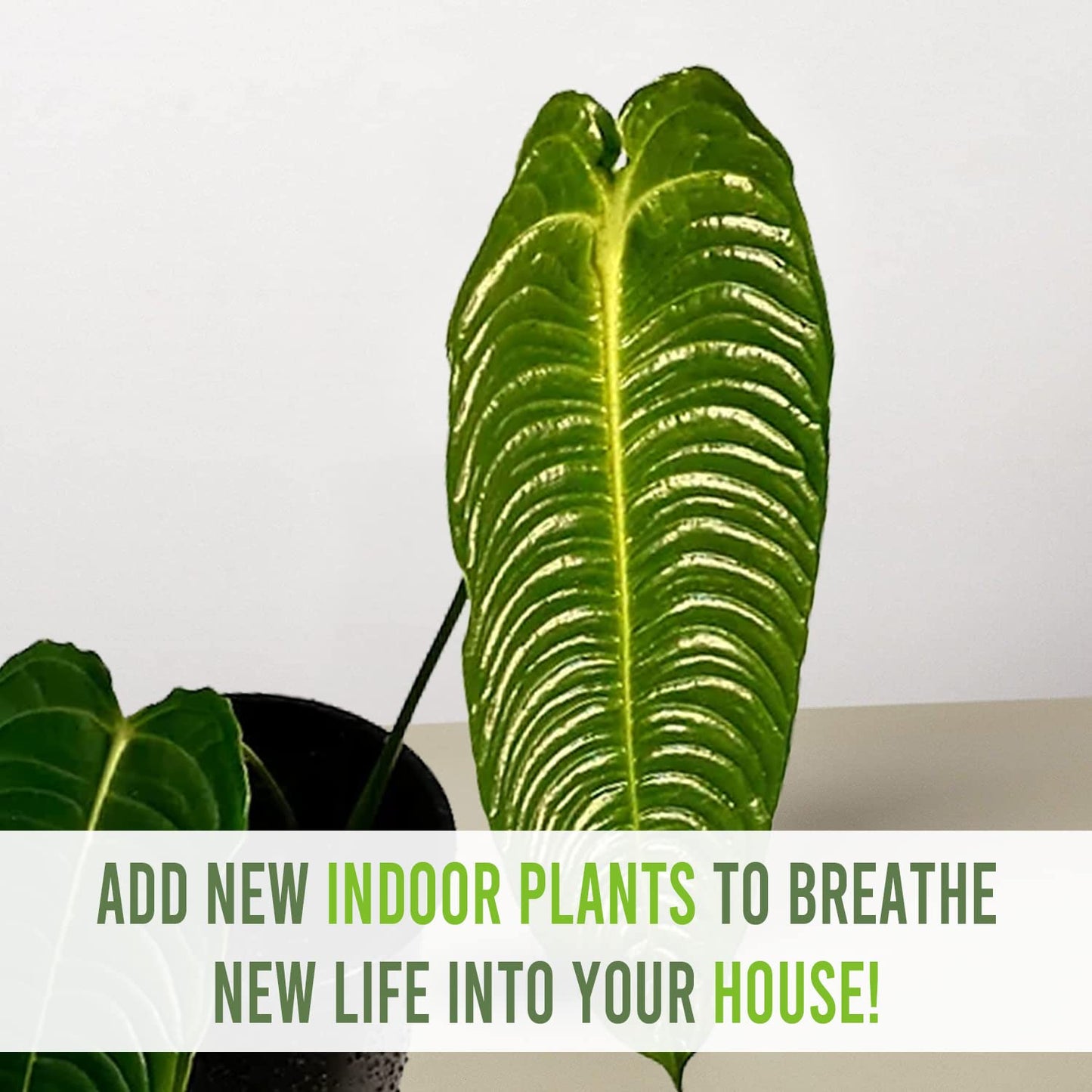 LEAL PLANTS ECUADOR Anthurium Warocqueanum + Veitchii (Pack of 2) Bundle Indoor Plants| Rare Queen & King Anthurium Hybrid|Tropical Premium Houseplants for Home & Office Decor