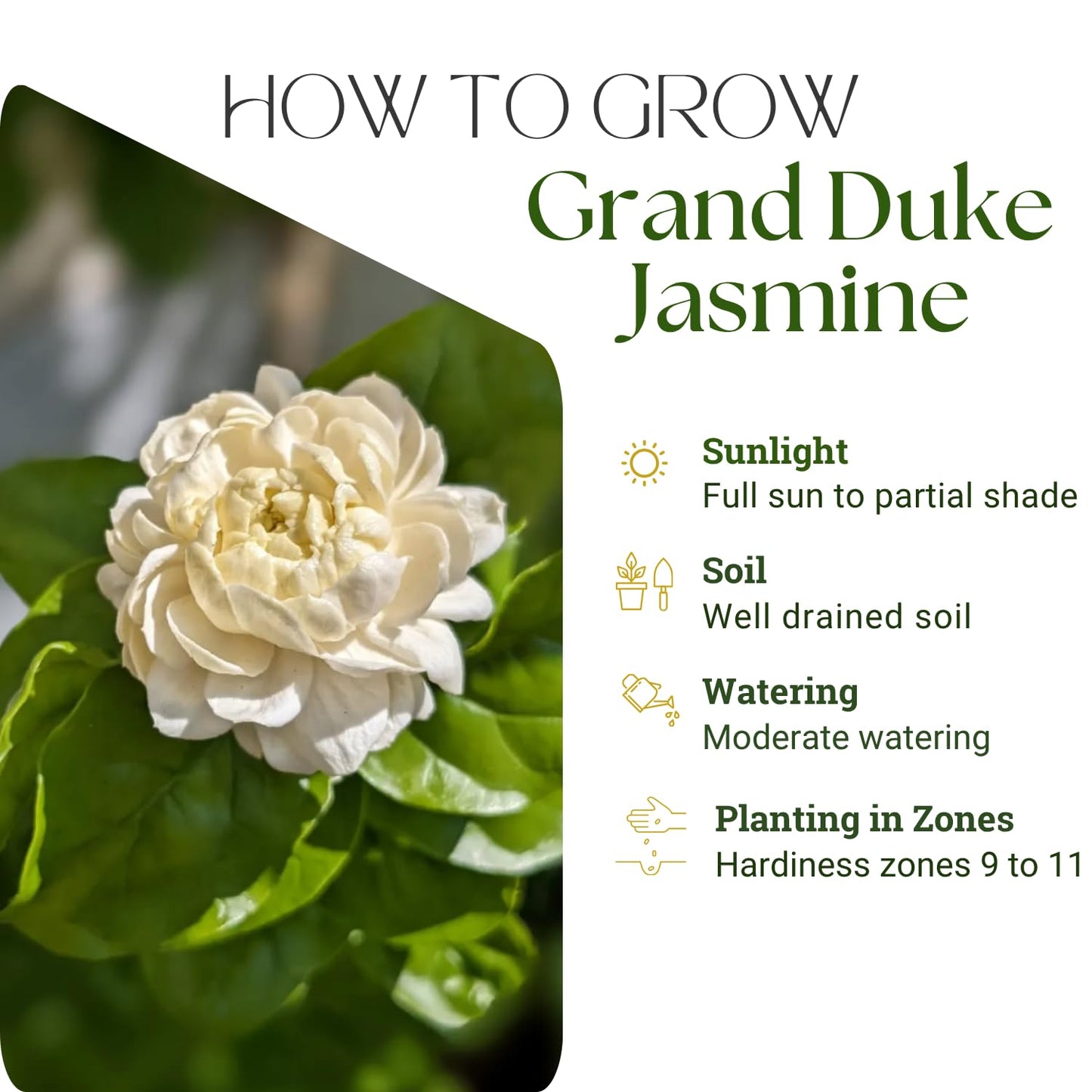 Duke of Tuscany Jasmine Plant 10-14'' Tall in Half Gallon Pot, Fragrant, Hardy Jasmine Flowering Plant for Planting Indoor Outdoor